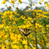 Bur Marigold pollinator