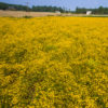 Bur Marigold large field