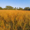Yellow Indian grass winter color
