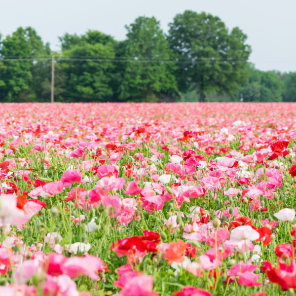 Mixed Corn Poppy Annual Perennial Garrett Wildflower Farm NC