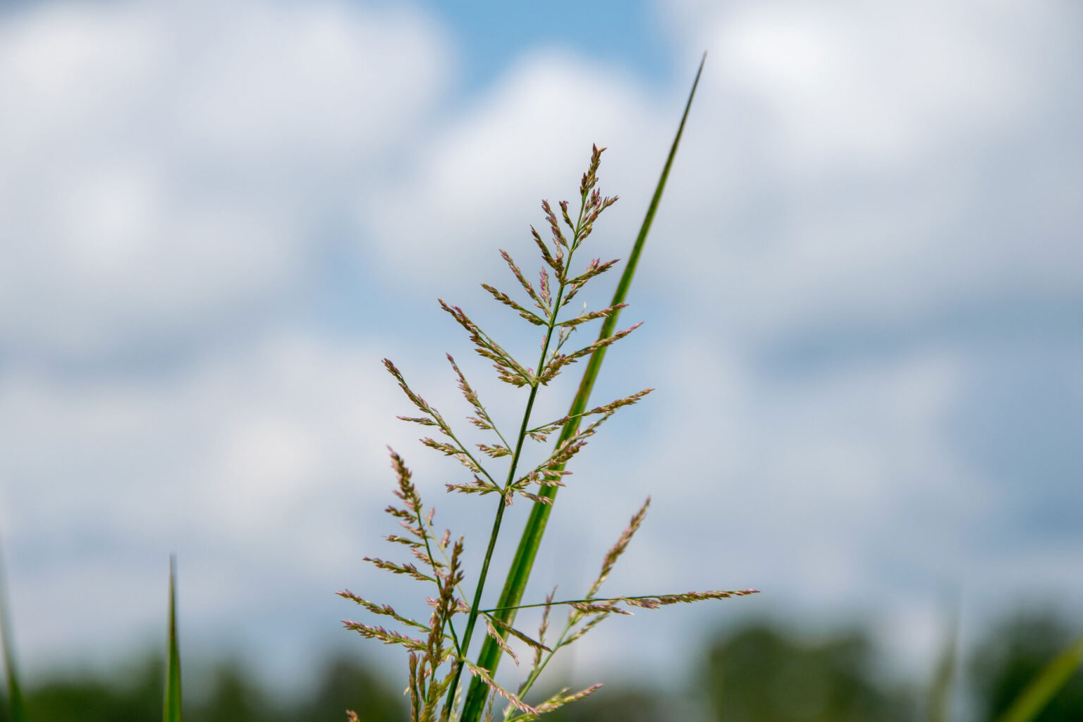 Redtop Panicgrass | Wetland Perennial | Garrett Wildflower Farm | NC