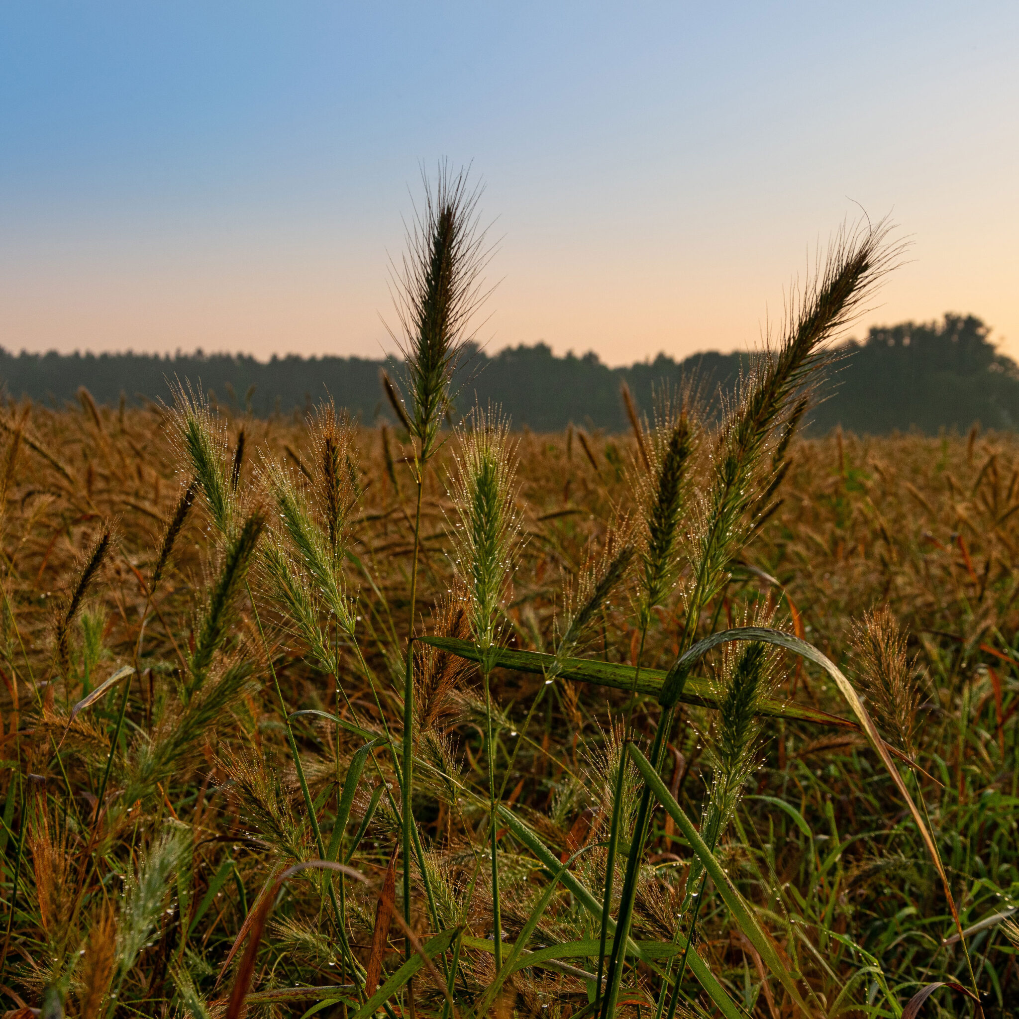 Virginia Wildrye | Perennial Native Grass | Garrett Wildflower Farm | NC